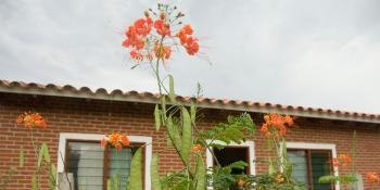 House with flower, Bolivia