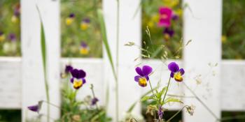 Flowers in yard.