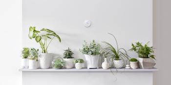 Plants on a shelf.