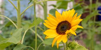 A sunflower with a house in the background.