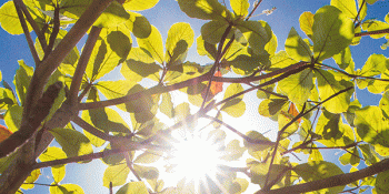 Sun shining through tree