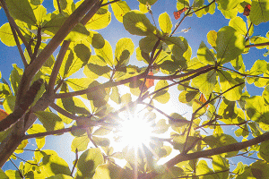 Sun shining through tree