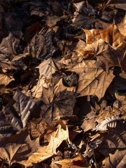 Pile of brown fallen leaves