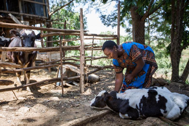 Nditty with her cow